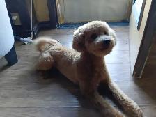 Certified Dog Groomer - Photo 7