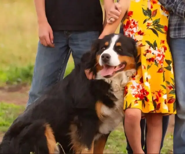 Bernese Mountain Dog Puppies