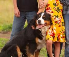 Bernese Mountain Dog Puppies