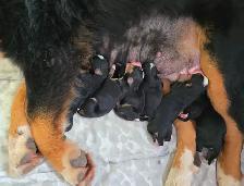 Bernese Mountain Dog Puppies - Photo 2