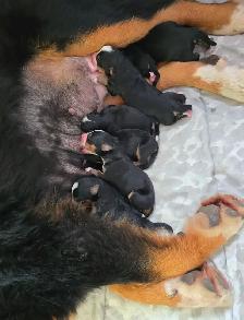 Bernese Mountain Dog Puppies - Photo 3