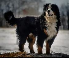 Bernese Mountain Dog Puppies - Photo 4