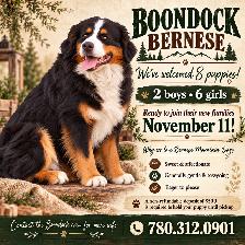Bernese Mountain Dog Puppies - Photo 5