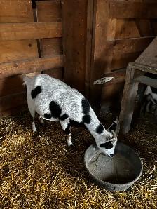 Nigerian Dwarf Goats