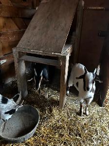 Nigerian Dwarf Goats - Photo 2