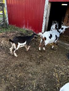 Nigerian Dwarf Goats - Photo 3