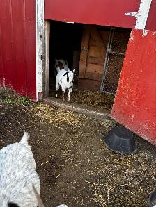 Nigerian Dwarf Goats - Photo 4