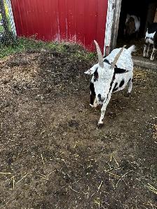 Nigerian Dwarf Goats - Photo 5