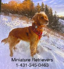 Miniture Golden Retrievers SOLD