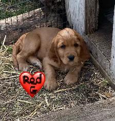 Miniture Golden Retrievers SOLD - Photo 2