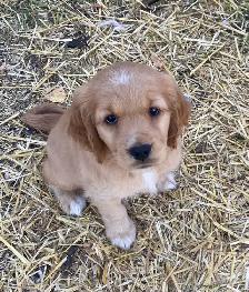 Miniture Golden Retrievers SOLD - Photo 3