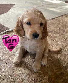 Miniture Golden Retrievers SOLD - Photo 4