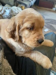Miniture Golden Retrievers SOLD - Photo 5