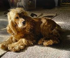 Miniture Golden Retrievers SOLD - Photo 8