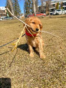 Miniture Golden Retrievers SOLD - Photo 9