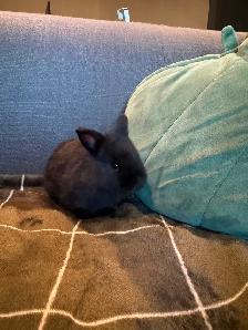 Netherland, baby dwarf bunnies