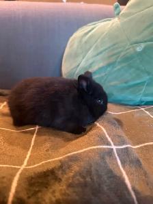 Netherland, baby dwarf bunnies - Photo 2