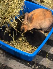 Netherland, baby dwarf bunnies - Photo 3