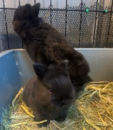 Netherland, baby dwarf bunnies - Photo 4