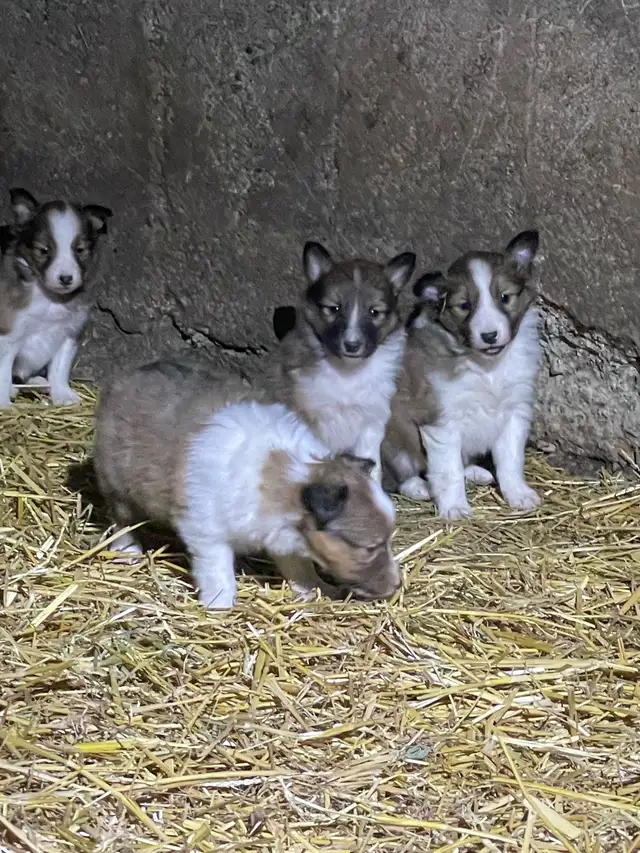 Miniature Shelties Puppies