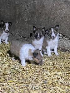 Miniature Shelties Puppies