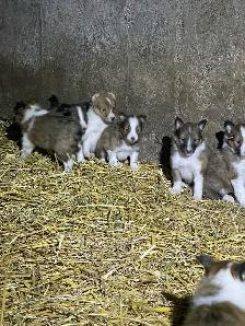 Miniature Shelties Puppies - Photo 2
