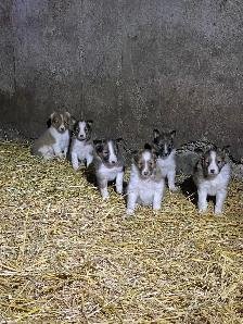 Miniature Shelties Puppies - Photo 3
