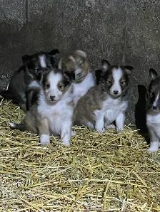 Miniature Shelties Puppies - Photo 4