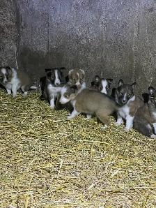 Miniature Shelties Puppies - Photo 5