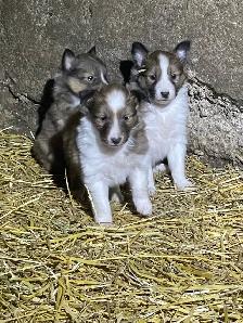Miniature Shelties Puppies - Photo 6