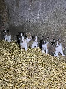 Miniature Shelties Puppies - Photo 7