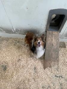Miniature Shelties Puppies - Photo 8