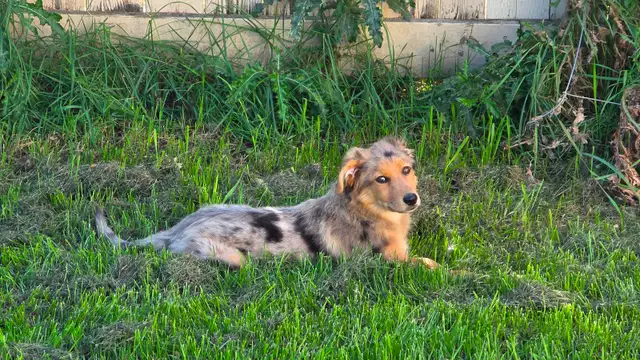 Mini Aussi X German Shepherd puppy