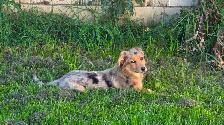 Mini Aussi X German Shepherd puppy