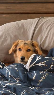 Mini Aussi X German Shepherd puppy - Photo 2