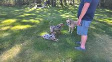 Mini Aussi X German Shepherd puppy - Photo 3
