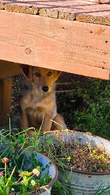Mini Aussi X German Shepherd puppy - Photo 4