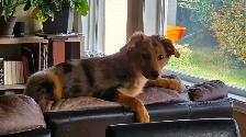 Mini Aussi X German Shepherd puppy - Photo 5