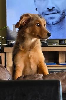 Mini Aussi X German Shepherd puppy - Photo 6