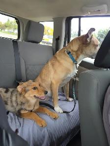 Mini Aussi X German Shepherd puppy - Photo 8