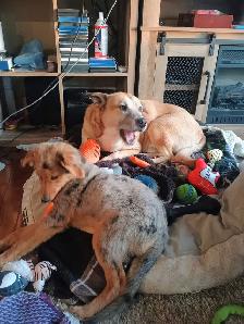 Mini Aussi X German Shepherd puppy - Photo 9