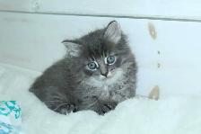 ADORABLE LONGHAIRED KITTENS AVAILABLE! - Photo 5