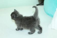 ADORABLE LONGHAIRED KITTENS AVAILABLE! - Photo 6