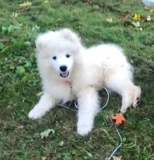 Cute Samoyed Puppy Male - Photo 2