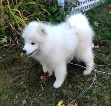 Cute Samoyed Puppy Male - Photo 3
