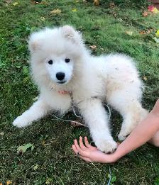 Cute Samoyed Puppy Male - Photo 4