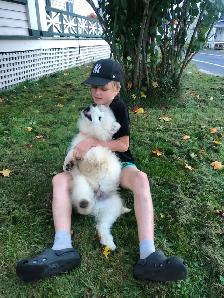 Cute Samoyed Puppy Male - Photo 5