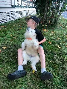 Cute Samoyed Puppy Male - Photo 9