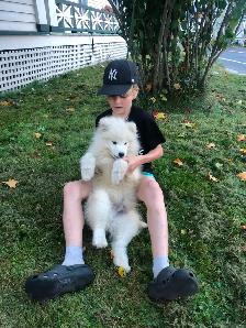 Cute Samoyed Puppy Male - Photo 10