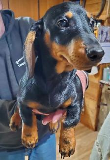 dachshund puppies